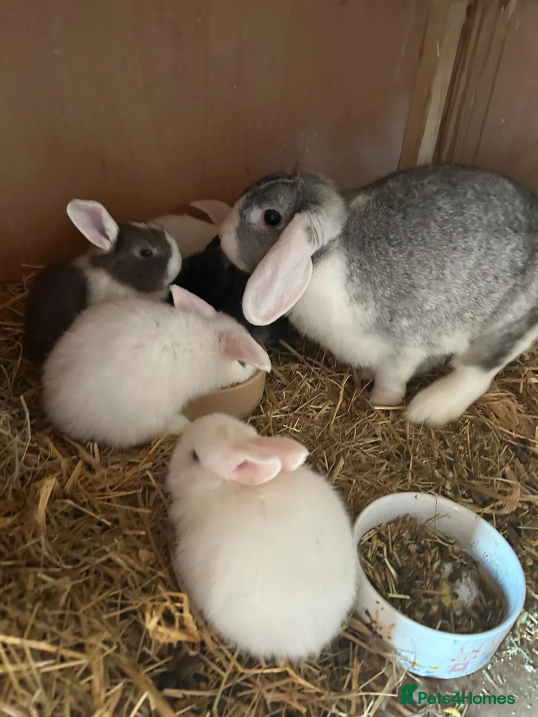 Mini Lop rabbits for sale: Beautiful mini lop bunnies  - Advert 2