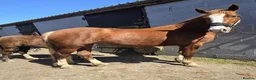 Mixed Breed livestock for sale: Welsh X mare in Ashington - Advert 10