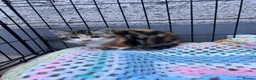 Mixed Breed cats for sale: 4 kittens searching for their forever homes  - Advert 2