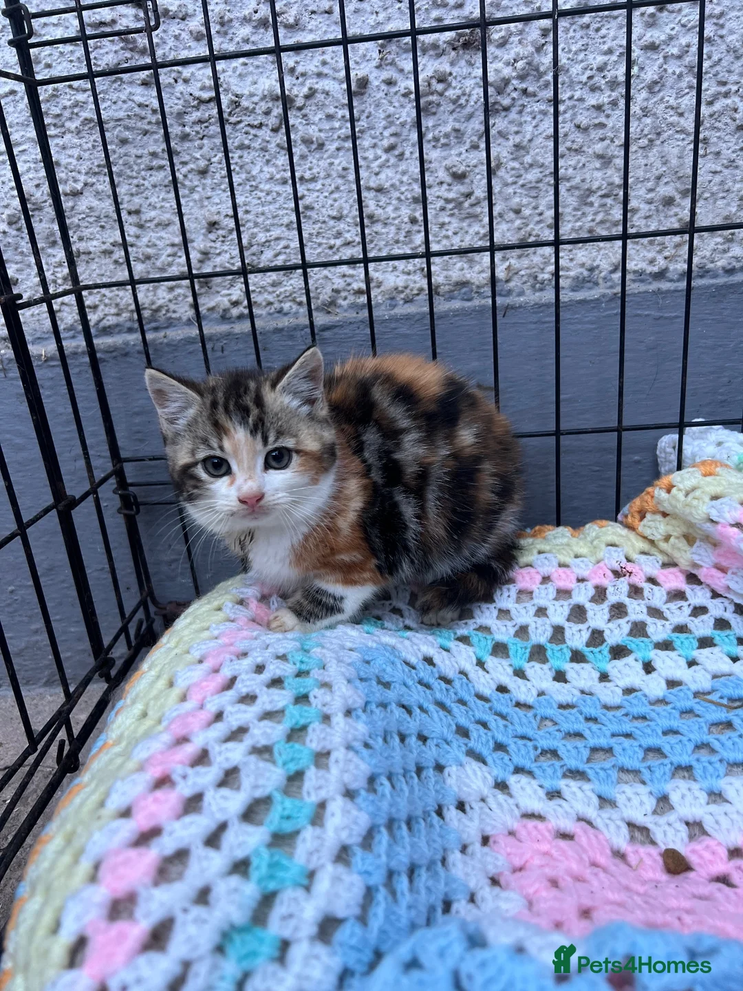 Mixed Breed cats for sale: 4 kittens searching for their forever homes  - Advert 2