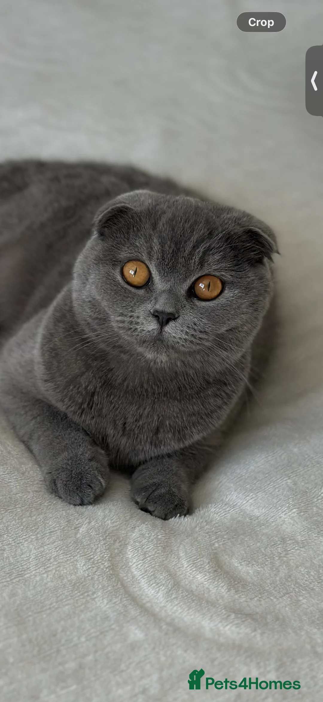 Scottish Fold cats for sale: Playful kittens – healthy and friendly in Reading - Advert 1