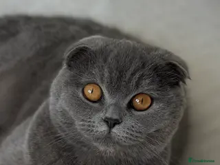 Scottish Fold cats Playful kittens – healthy and friendly - Advert 4