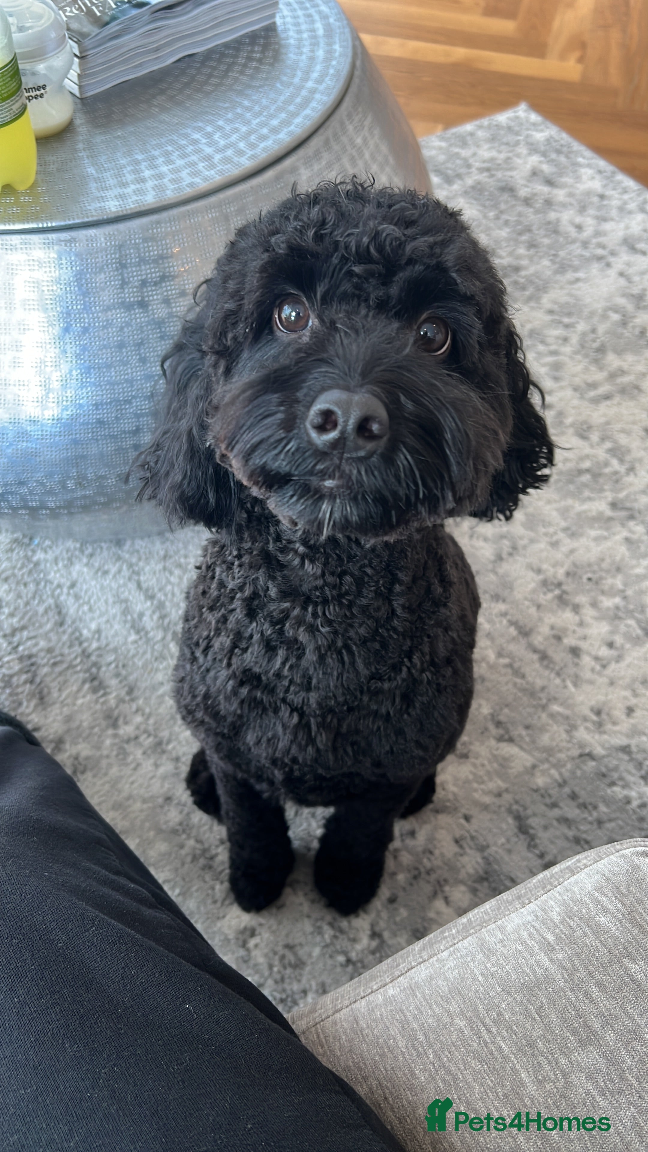 Cockapoo dogs Rehoming our Cockapoo Ted nearly 5 years old - Advert 1