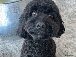 Cockapoo dogs Rehoming our Cockapoo Ted nearly 5 years old - Advert 1