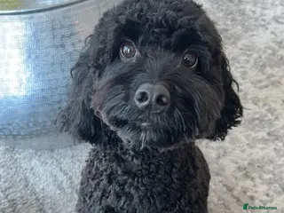 Cockapoo dogs Rehoming our Cockapoo Ted nearly 5 years old - Advert 1