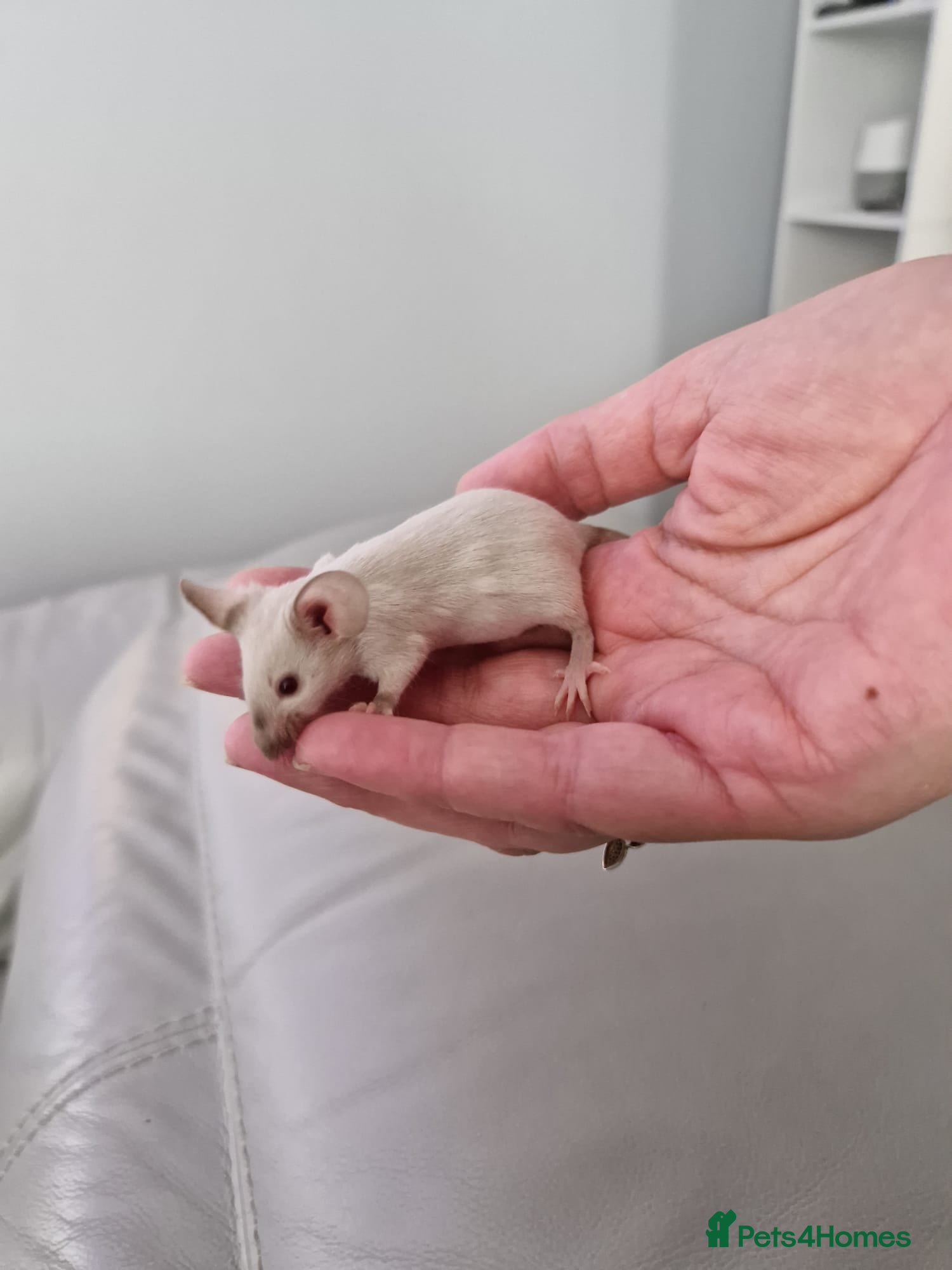Mouse rodents Baby Siamese mice for sale 6wks old  - Advert 5