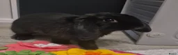 Mini Lop rabbits for sale: 5month old Lop female bunny  in Leigh-on-Sea - Advert 1