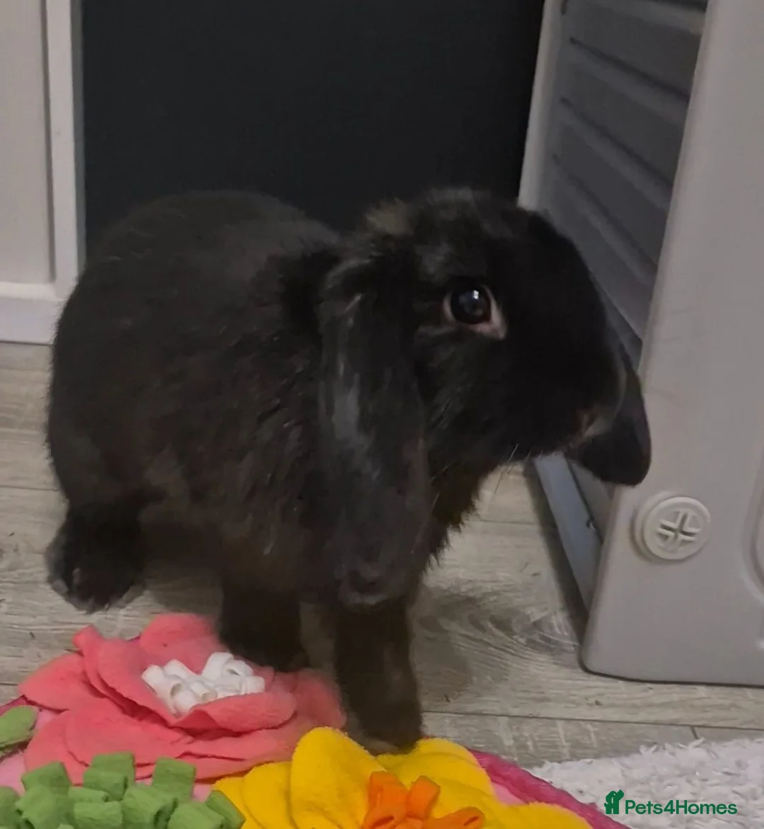 Mini Lop rabbits for sale: 5month old Lop female bunny  in Leigh-on-Sea - Advert 1