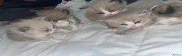 Ragdoll cats for sale: Stunning Mink Ragdoll Kittens  in Cirencester - Advert 11