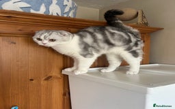 Scottish Fold cats for sale: Kittens Ready for Their Forever Homes - Image 17