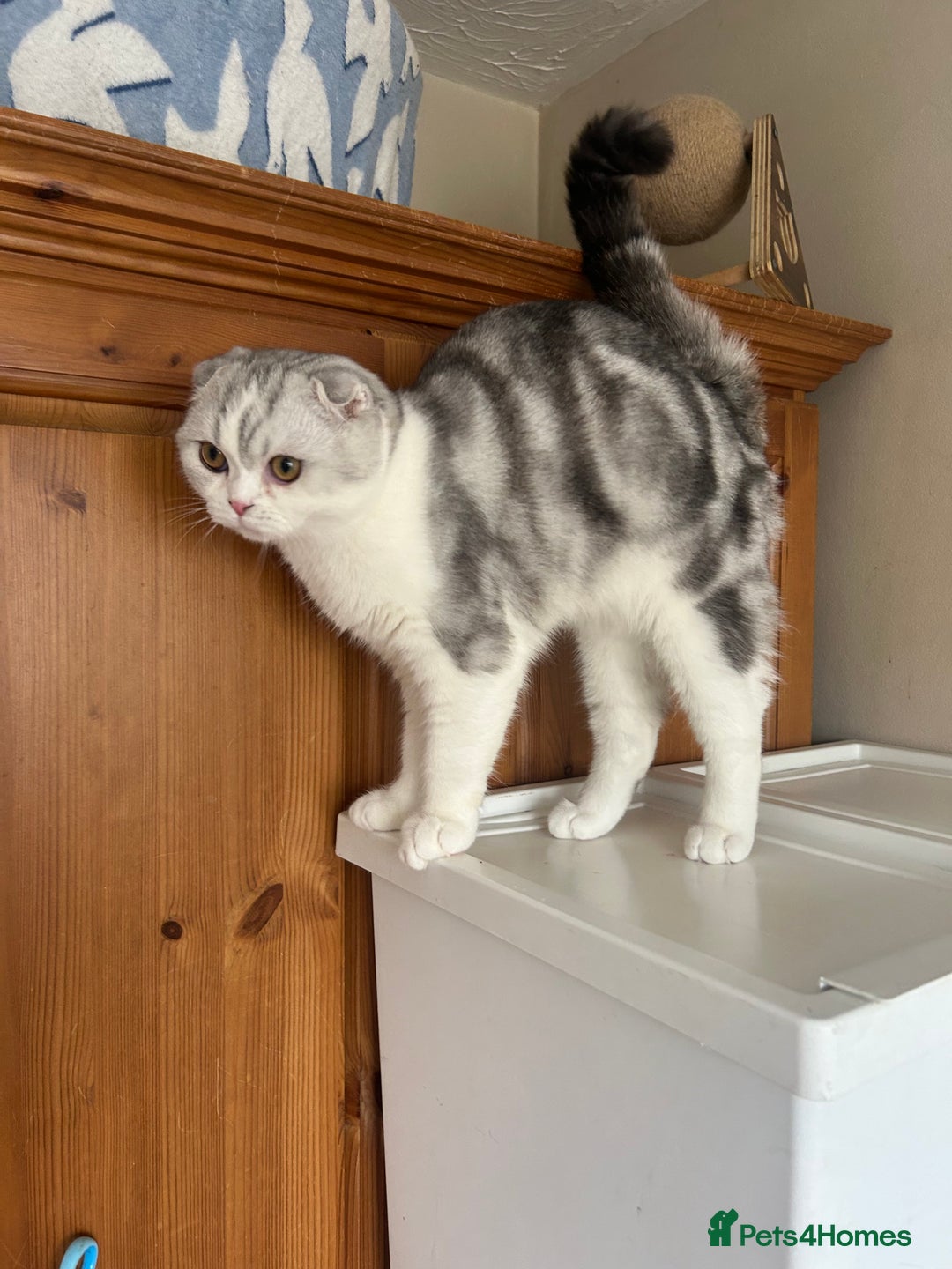 Scottish Fold cats for sale: Kittens Ready for Their Forever Homes - Image 17