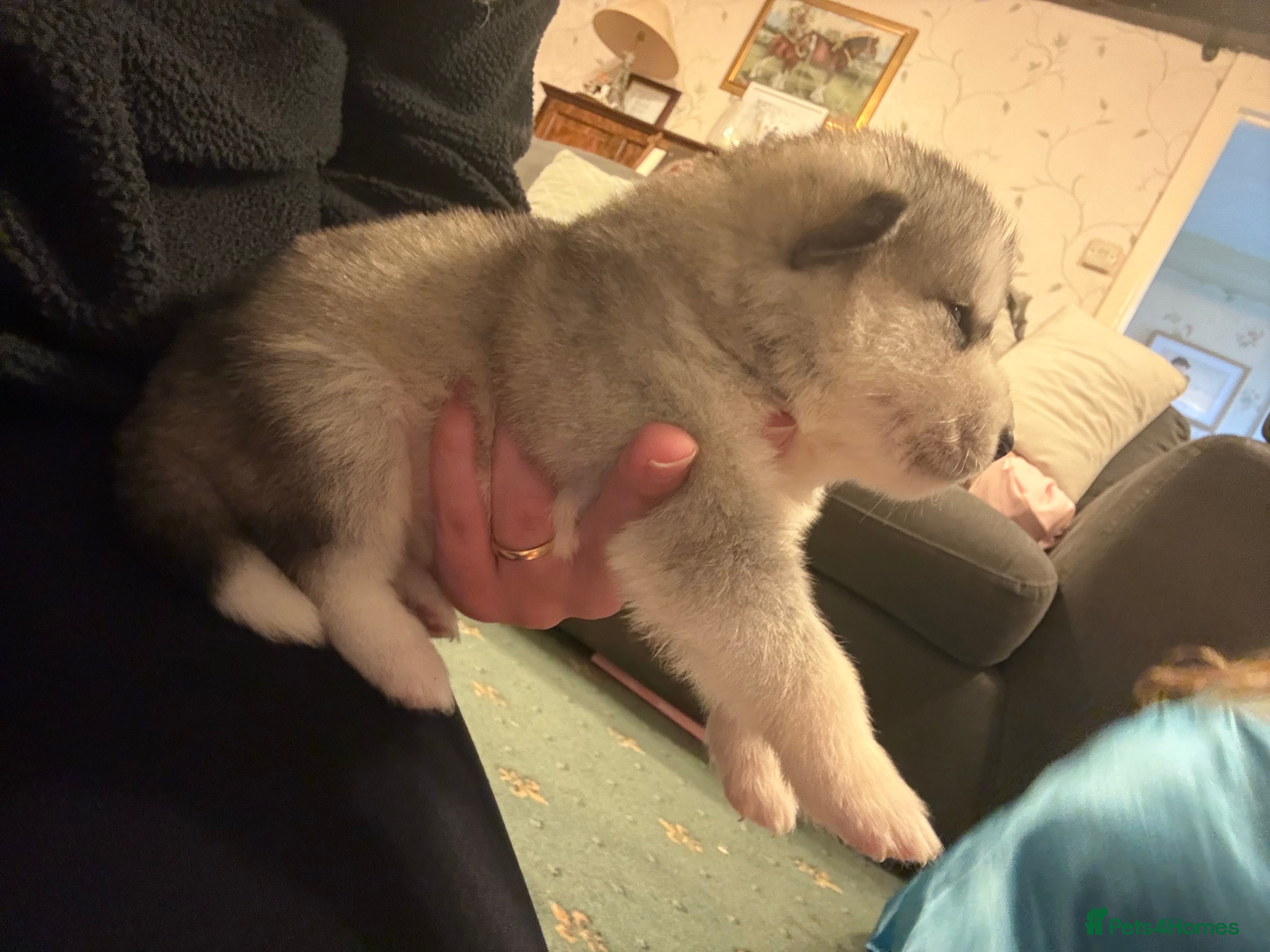 Alaskan Malamute dogs for sale: K.C Registered Quality Alaskan Malamute Puppies - Advert 16