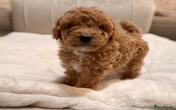 Cavapoochon dogs for sale: Premium Quality Teddy Toy Cavapoochons F1B - Advert 13