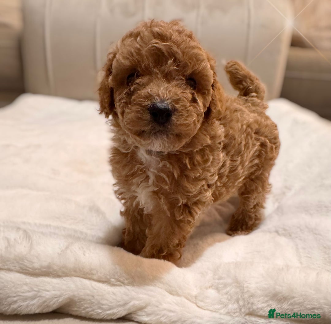 Cavapoochon dogs for sale: Premium Quality Teddy Toy Cavapoochons F1B - Advert 13