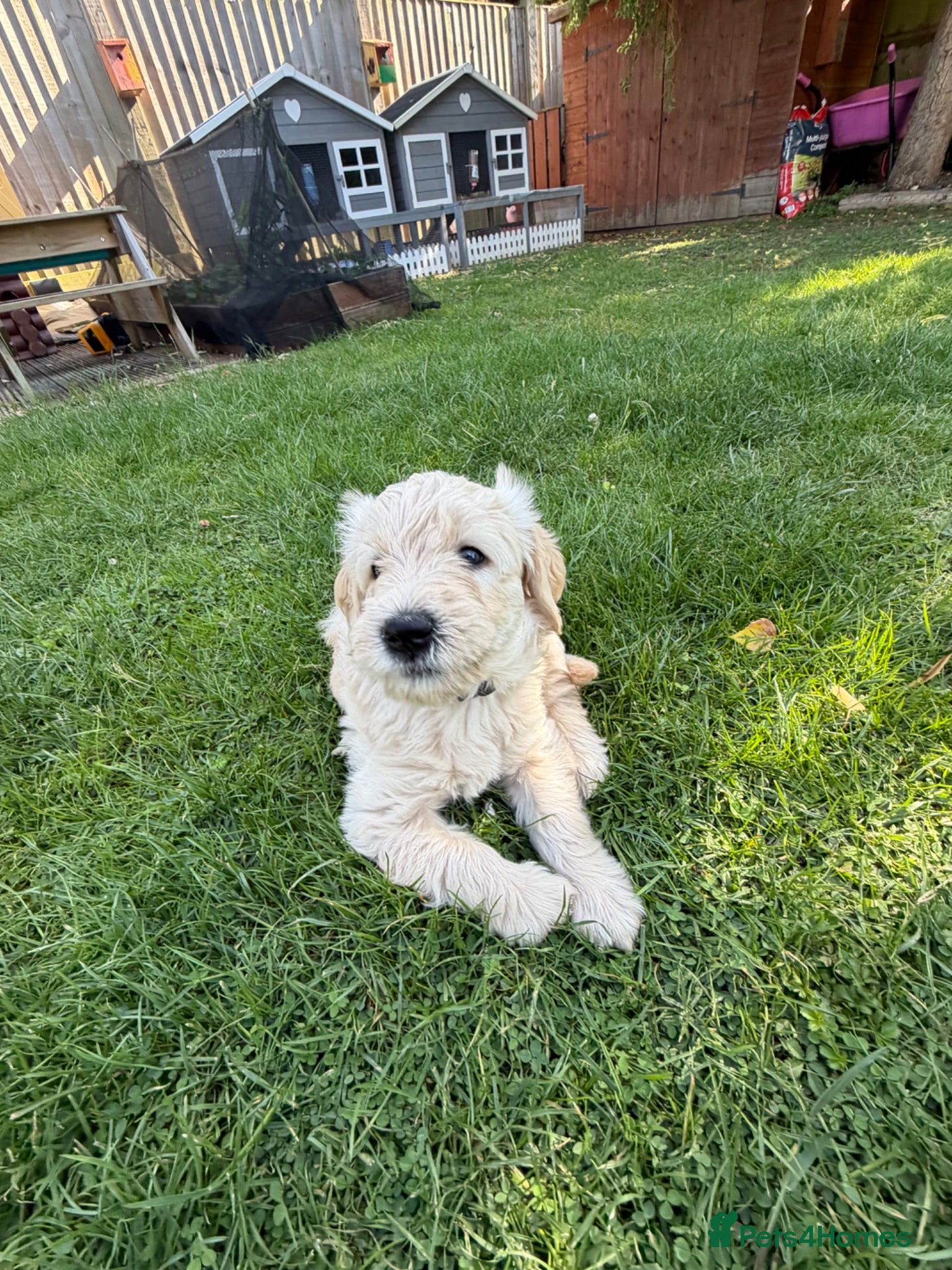 Goldendoodle dogs Golden Labradoodles Essex - Advert 2