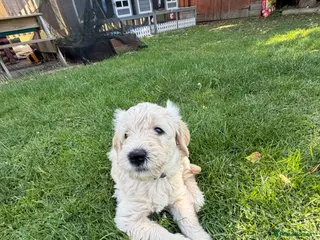 Goldendoodle dogs Golden Labradoodles Essex - Advert 2