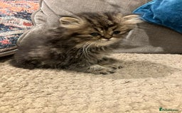 Exotic cats for sale: Pure bred exotic kittens for sale - Image 6