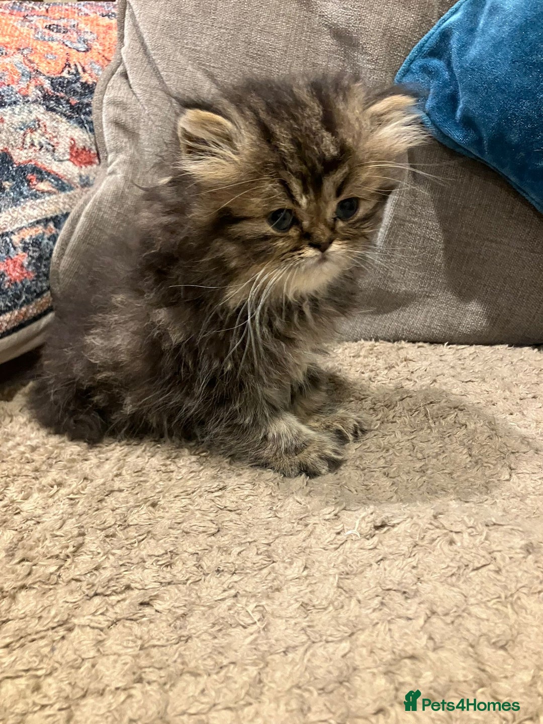 Exotic cats for sale: Pure bred exotic kittens for sale - Image 6