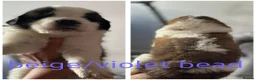 Saint Bernard dogs for sale: Baby bears - Advert 19