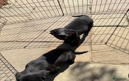 Labrador Retriever dogs for sale: Stunning black Labrador puppies  - Image 19