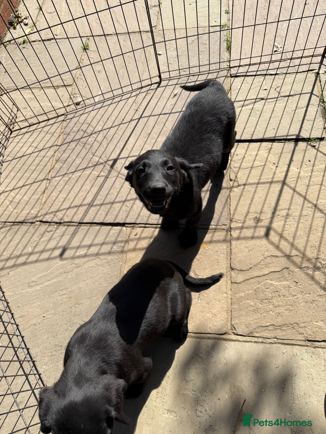 Labrador Retriever dogs for sale: Stunning black Labrador puppies  - Image 19
