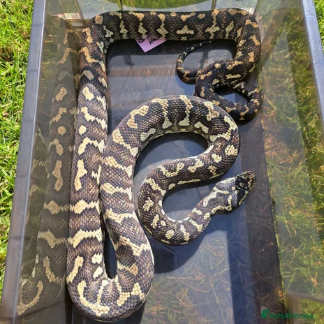 children’s pythons for sale - hawkesbury reptiles... Reptiles for sale | Pets4Homes