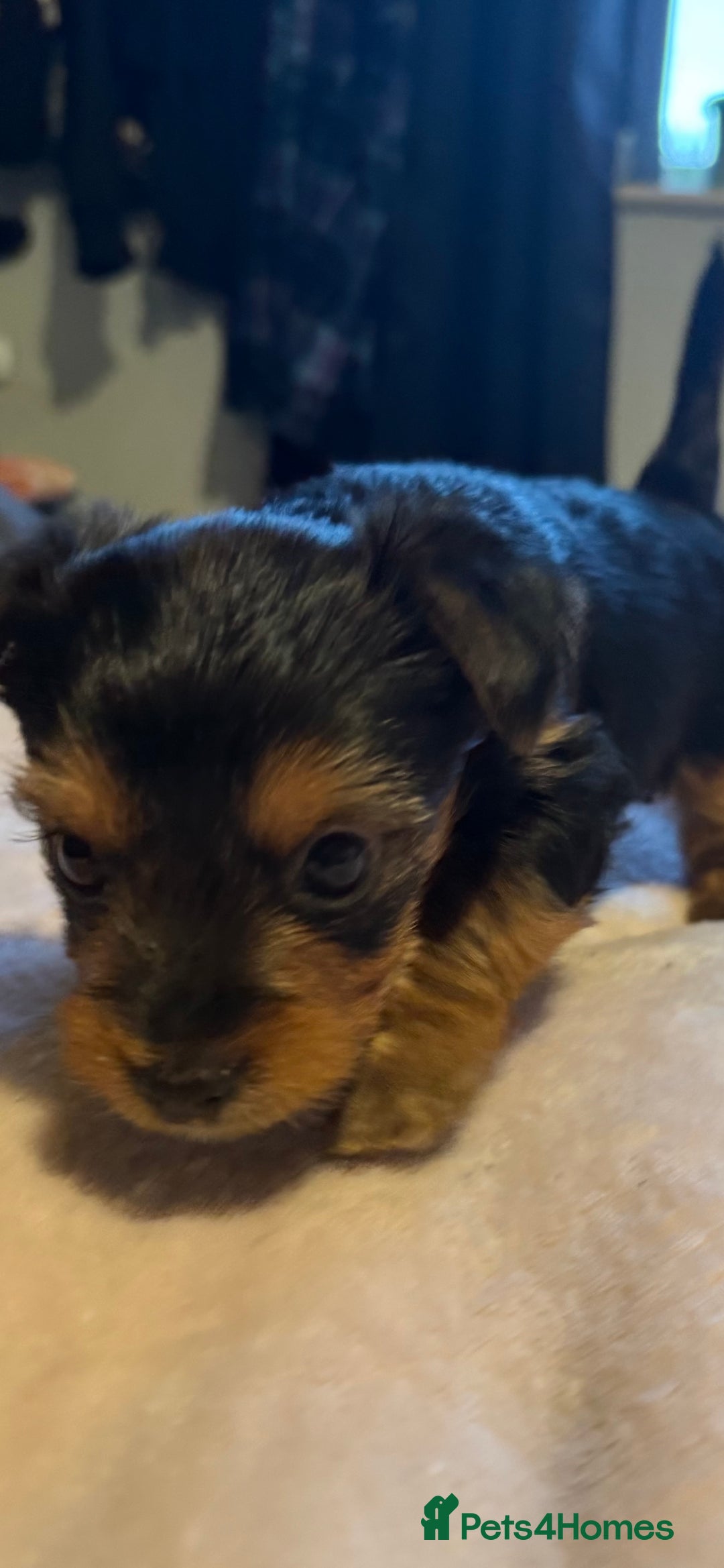 Yorkshire Terrier dogs for sale: Two gorgeous Yorkshire terrier puppies - Advert 2