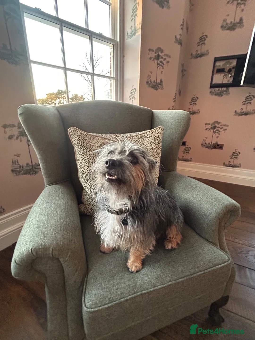 Jack Russell dogs for stud: Dog for stud  in Great Missenden - Advert 2