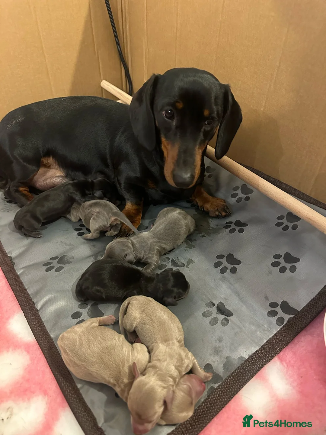 Miniature Dachshund dogs for stud: For stud my boy Dinky  in Alfreton - Advert 25