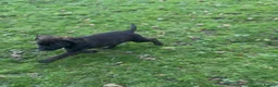 Mixed Breed dogs for sale: Only 9 left, blues, brindles, blacks and fawns - Advert 9
