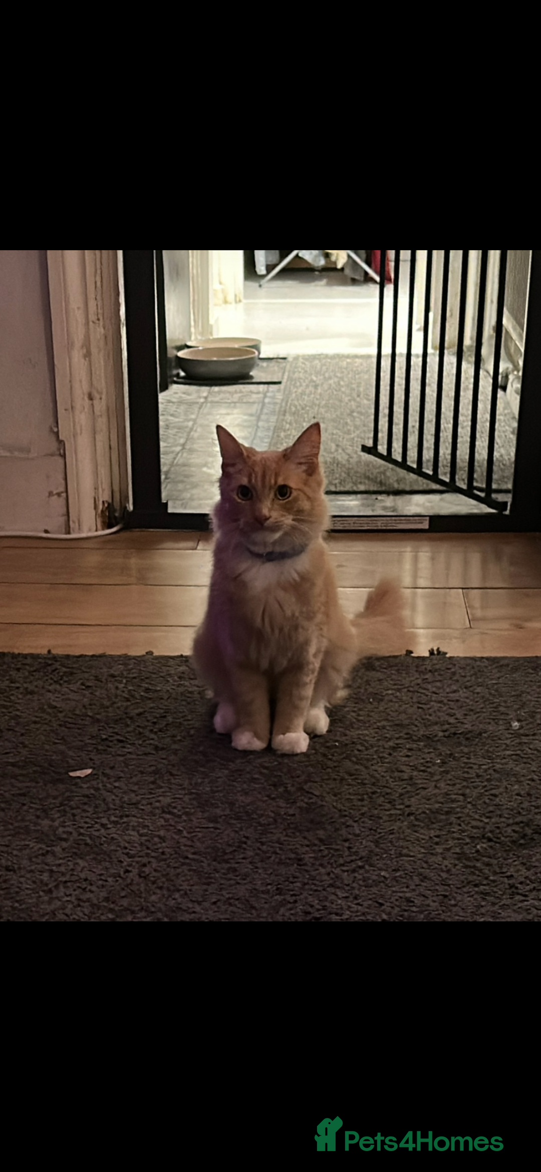 Mixed Breed cats for sale: Special needs cat for rehoming  - Advert 1