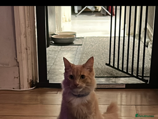 Mixed Breed cats Special needs cat for rehoming - Advert 1