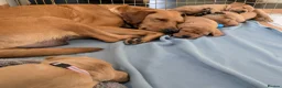 Labrador Retriever dogs for sale: KC Registered Fox Red Labrador Puppies - Advert 14