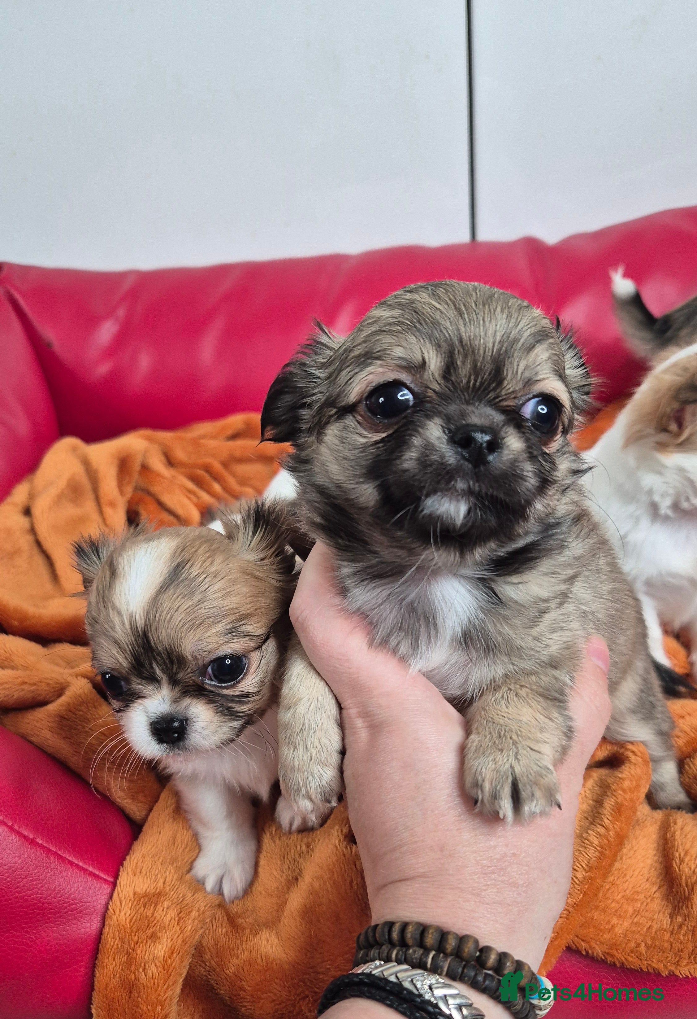 Chihuahua dogs KC registered chihuahua puppies  - Advert 5