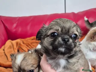 Chihuahua dogs KC registered chihuahua puppies - Advert 5