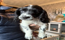 Cocker Spaniel dogs for sale: REDUCED & READY NOW 2 girl COCKERS - Advert 24