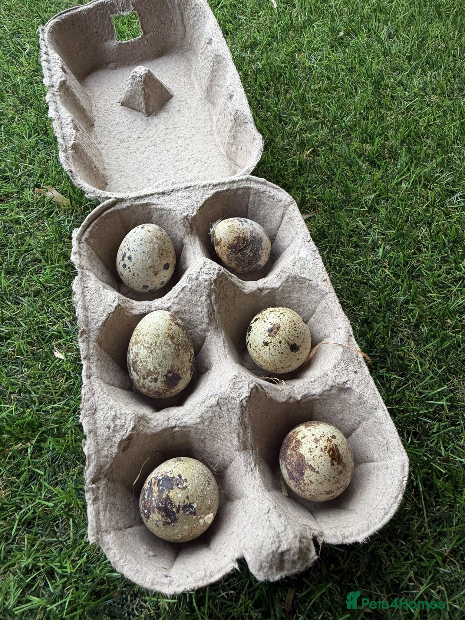 Quail poultry Quail hatching eggs for sale  - Advert 1