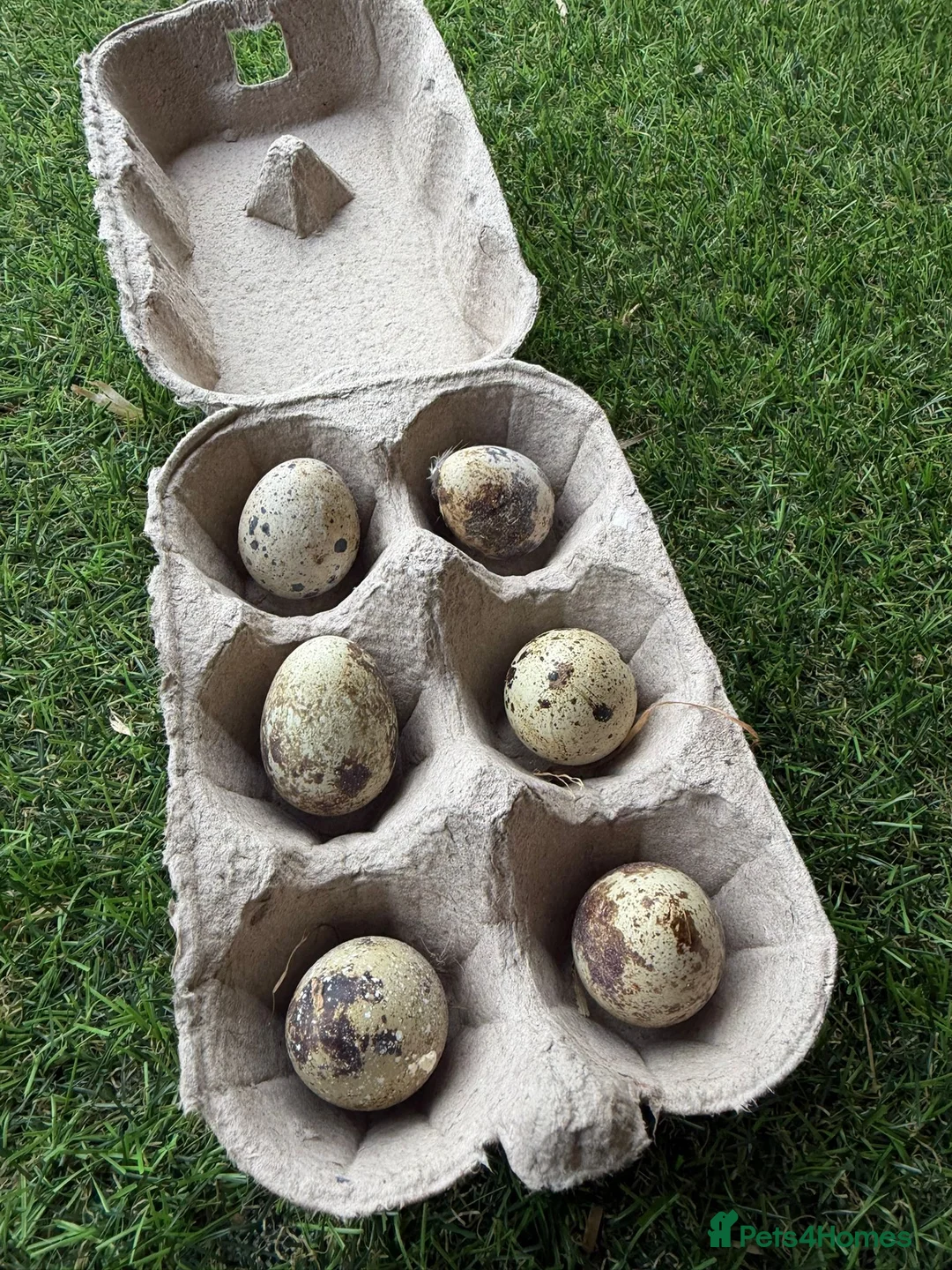 Quail poultry for sale: Quail hatching eggs for sale  - Advert 1