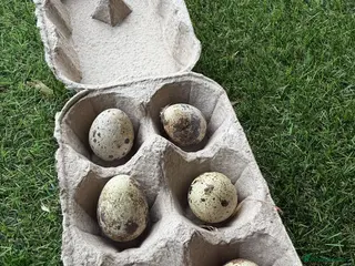 Quail poultry Quail hatching eggs for sale - Advert 1