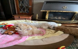 Maltipoo dogs for sale: Beautiful maltipoo puppies looking for new homes  - Image 27