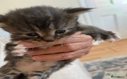 British Shorthair cats for sale: Gorgeous kittens - Image 3