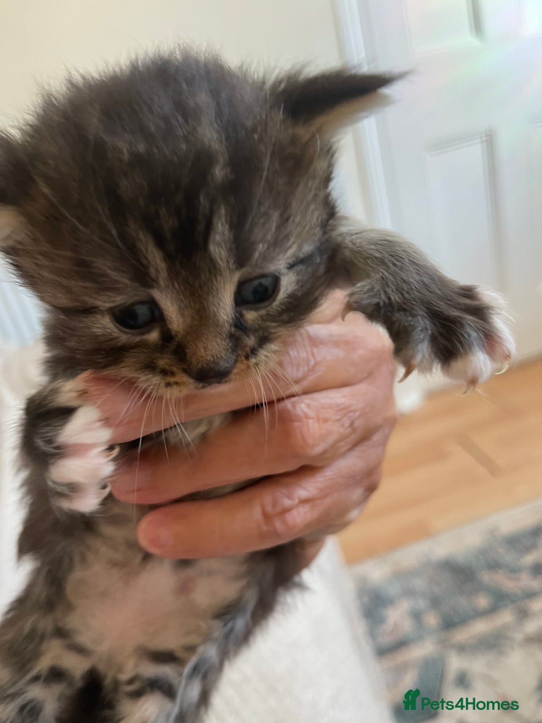 British Shorthair cats for sale: Gorgeous kittens - Image 3
