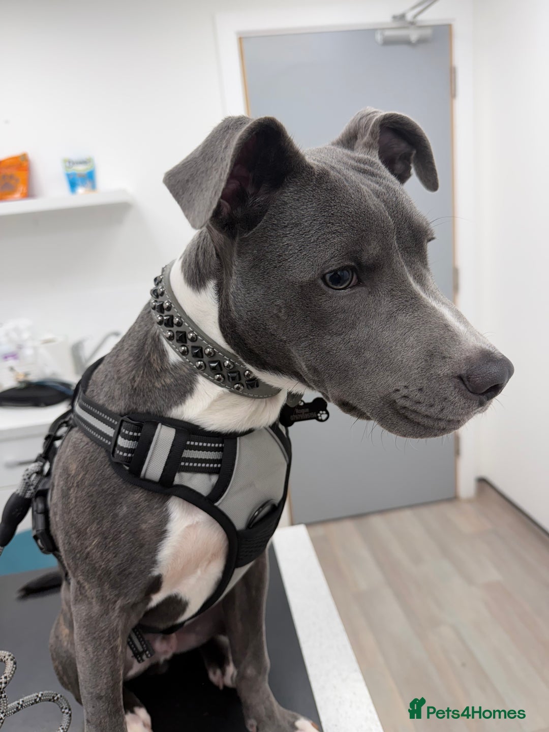 Mixed Breed dogs for sale: 24 week old staff x corso  - Advert 2