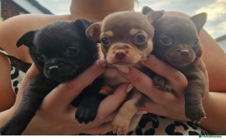 Chihuahua dogs - Advert 1