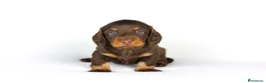 Long haired Miniature Dachshund Puppy 2