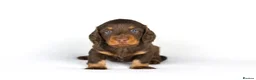 Miniature Dachshund dogs for sale: Miniature dachshund beautiful litter - Advert 19