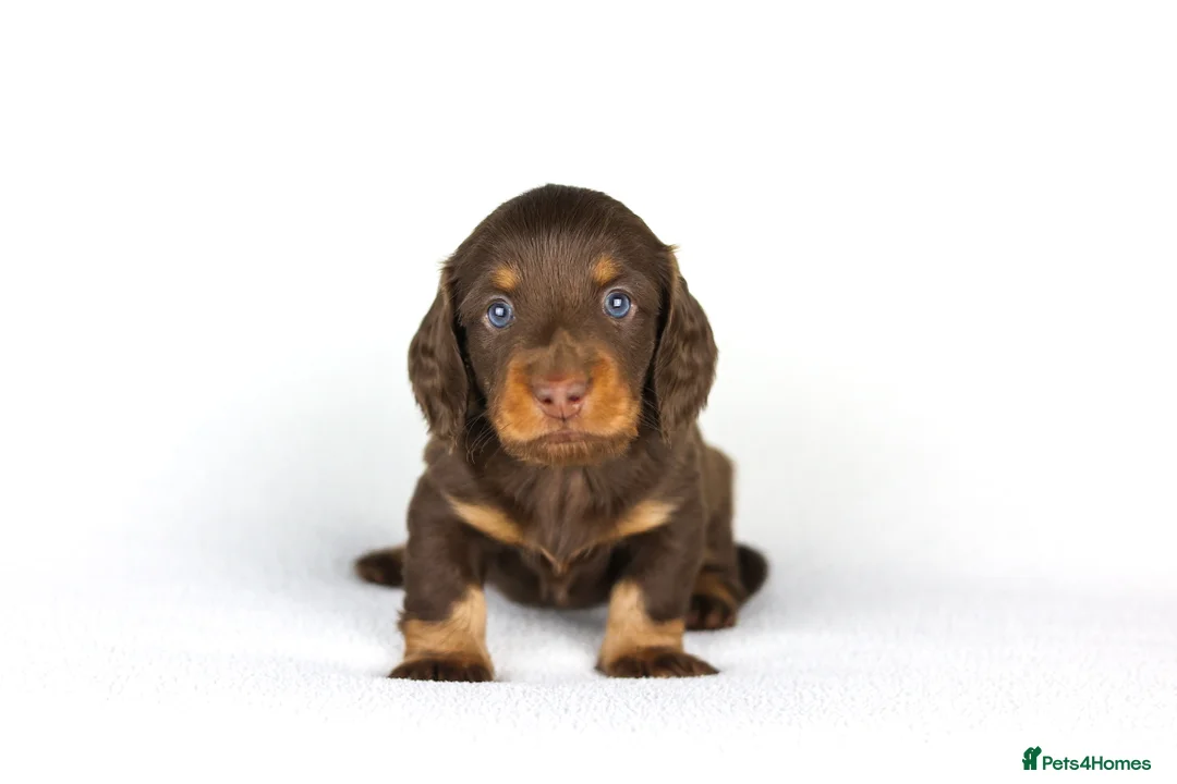 Miniature Dachshund dogs for sale: Miniature dachshund beautiful litter - Advert 19