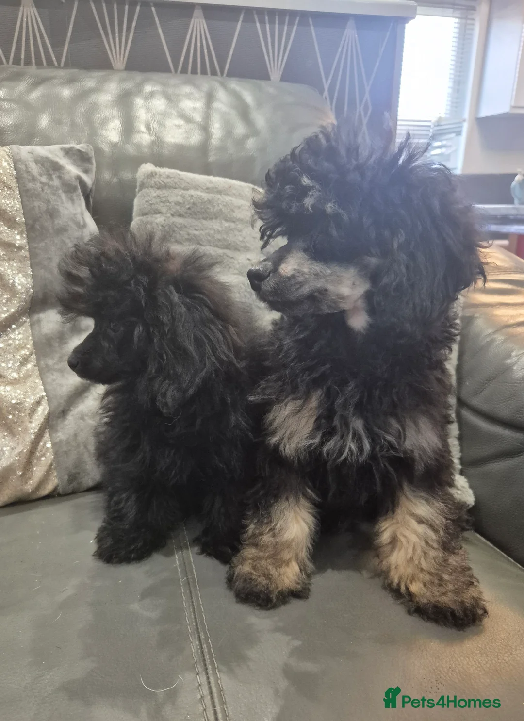 Toy Poodle dogs for sale: Poodle boys (toy x aisan) - Advert 3