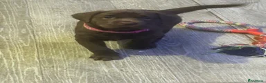 Labrador Retriever pink dog 