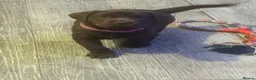 Labrador Retriever dogs for sale: Cutest puppies ever.  - Advert 4